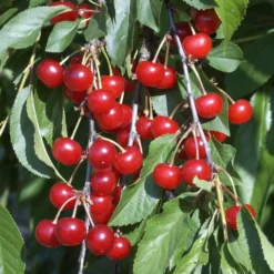 Cerisier Griotte Montmorency : ½ Tige, 4-5 Ans, H 170-180 Cm -Jardalis Soldes Magasin 37611 010