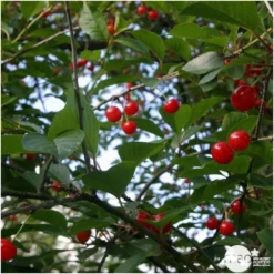 Cerisier Griotte De Montmorency : Gobelet 3 Ans D'âge Ctr 12 Litres -Jardalis Soldes Magasin 37613 006