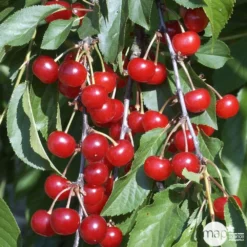 Cerisier Griotte De Montmorency : Gobelet 3 Ans D'âge Ctr 12 Litres -Jardalis Soldes Magasin 37613 008