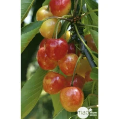 Cerisier Bigarreau Napoléon : Gobelet 3 Ans D'âge Ctr 12 Litres -Jardalis Soldes Magasin 37627 004