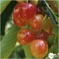 Cerisier Bigarreau Napoléon : Gobelet 3 Ans D'âge Ctr 12 Litres -Jardalis Soldes Magasin 37627 006