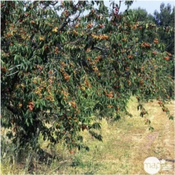 Cerisier Bigarreau Napoléon : Gobelet 3 Ans D'âge Ctr 12 Litres -Jardalis Soldes Magasin 37627 007