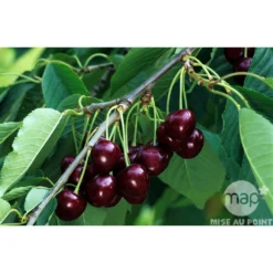 Cerisier Bigarreau Reverchon : Gobelet 3 Ans D'âge Ctr 12 Litres -Jardalis Soldes Magasin 37634 003