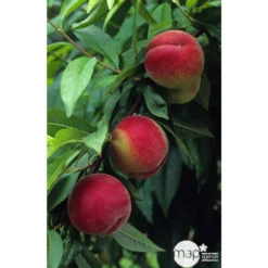 Pêcher à Chair Blanche Amsden : Demi Tige Ctr 15 Litres -Jardalis Soldes Magasin 37642 002