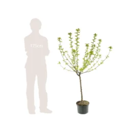 Pommier Belle De Boskoop : Gobelet 3 Ans D'âge Ctr 12 Litres -Jardalis Soldes Magasin 37719 006