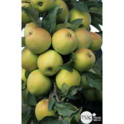 Pommier Golden Delicious : Gobelet 3 Ans D'âge Ctr 12 Litres 7 Pommier Golden Delicious : Gobelet 3 Ans D'âge Ctr 12 Litres -Jardalis Soldes Magasin 37730 003