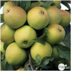 Pommier Golden Delicious : Gobelet 3 Ans D'âge Ctr 12 Litres 6 Pommier Golden Delicious : Gobelet 3 Ans D'âge Ctr 12 Litres -Jardalis Soldes Magasin 37730 004