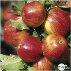 Pommier Jonagold : Gobelet 3 Ans D'âge Ctr 12 Litres 5 Pommier Jonagold : Gobelet 3 Ans D'âge Ctr 12 Litres -Jardalis Soldes Magasin 37759 004