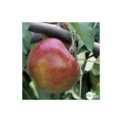 Pommier Melrose : Gobelet 3 Ans D'âge Ctr 12 Litres 7 Pommier Melrose : Gobelet 3 Ans D'âge Ctr 12 Litres -Jardalis Soldes Magasin 37769 004