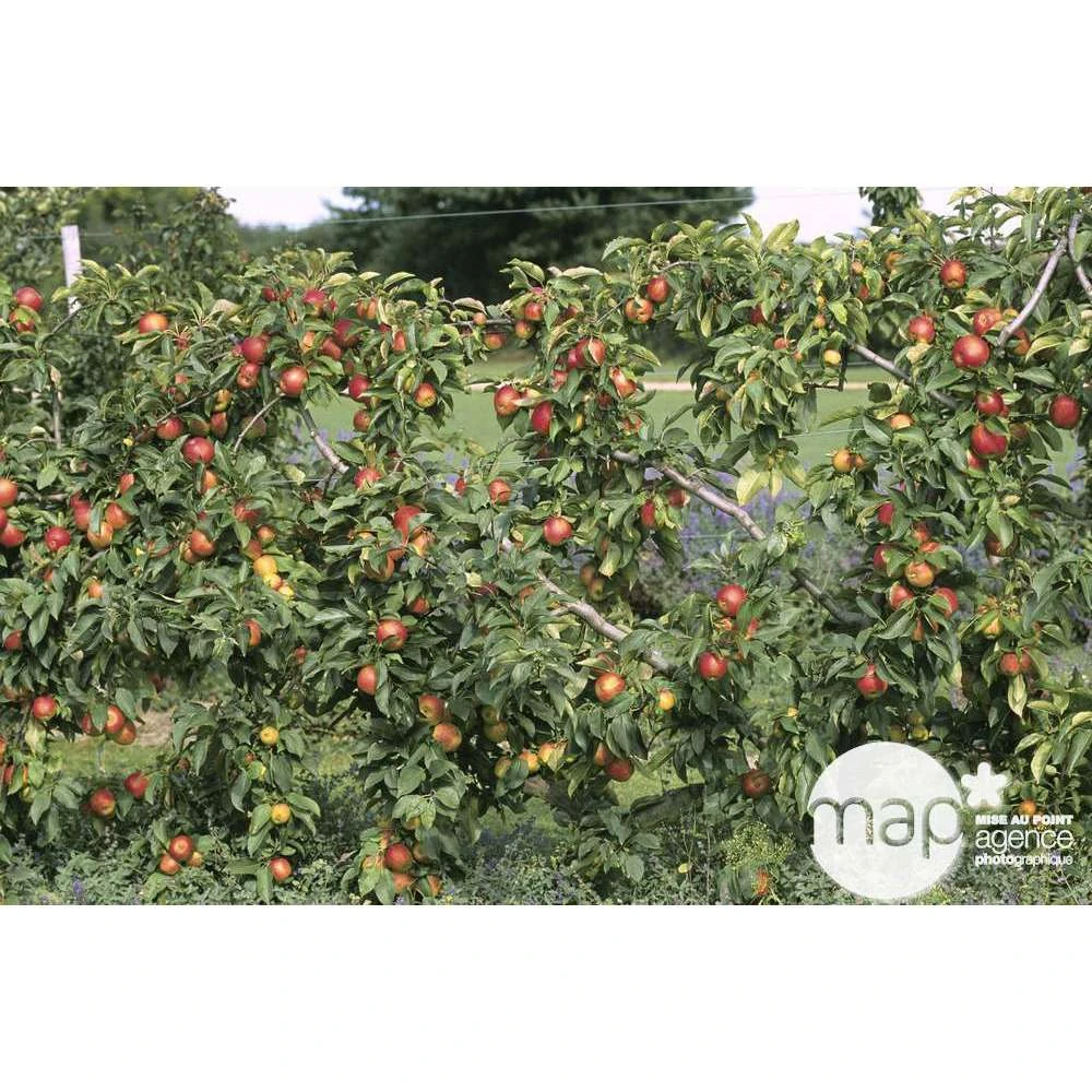 Pommier Reine Des Reinettes : Gobelet 3 Ans D'âge Ctr 12 Litres 2 Pommier Reine Des Reinettes : Gobelet 3 Ans D'âge Ctr 12 Litres – Image 2