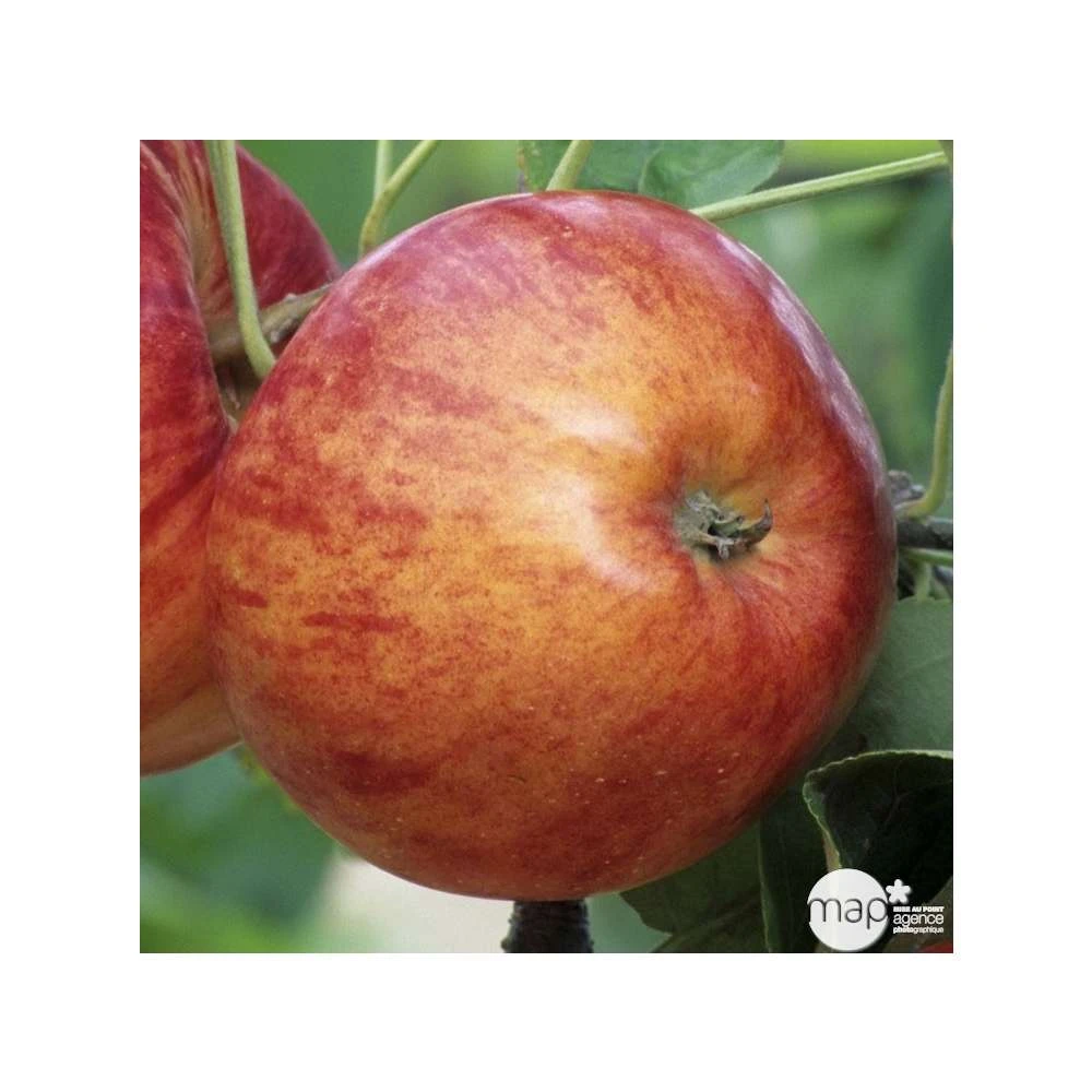 Pommier Reine Des Reinettes : Gobelet 3 Ans D'âge Ctr 12 Litres 3 Pommier Reine Des Reinettes : Gobelet 3 Ans D'âge Ctr 12 Litres – Image 3