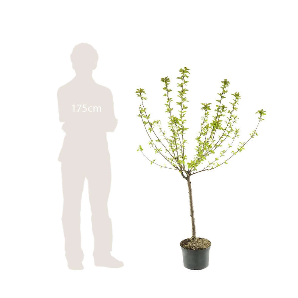 Pommier Reine Des Reinettes : Gobelet 3 Ans D'âge Ctr 12 Litres 4 Pommier Reine Des Reinettes : Gobelet 3 Ans D'âge Ctr 12 Litres – Image 4