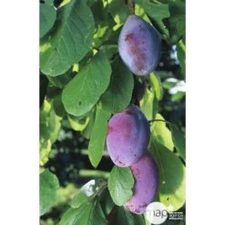 Prunier Quetsche D'Alsace : ½ Tige, 4-5 Ans, H 170-180 Cm 8 Prunier Quetsche D'Alsace : ½ Tige, 4-5 Ans, H 170-180 Cm -Jardalis Soldes Magasin 37821 002