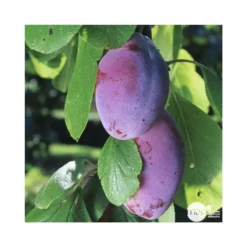 Prunier Quetsche D'Alsace : ½ Tige, 4-5 Ans, H 170-180 Cm 9 Prunier Quetsche D'Alsace : ½ Tige, 4-5 Ans, H 170-180 Cm -Jardalis Soldes Magasin 37821 003