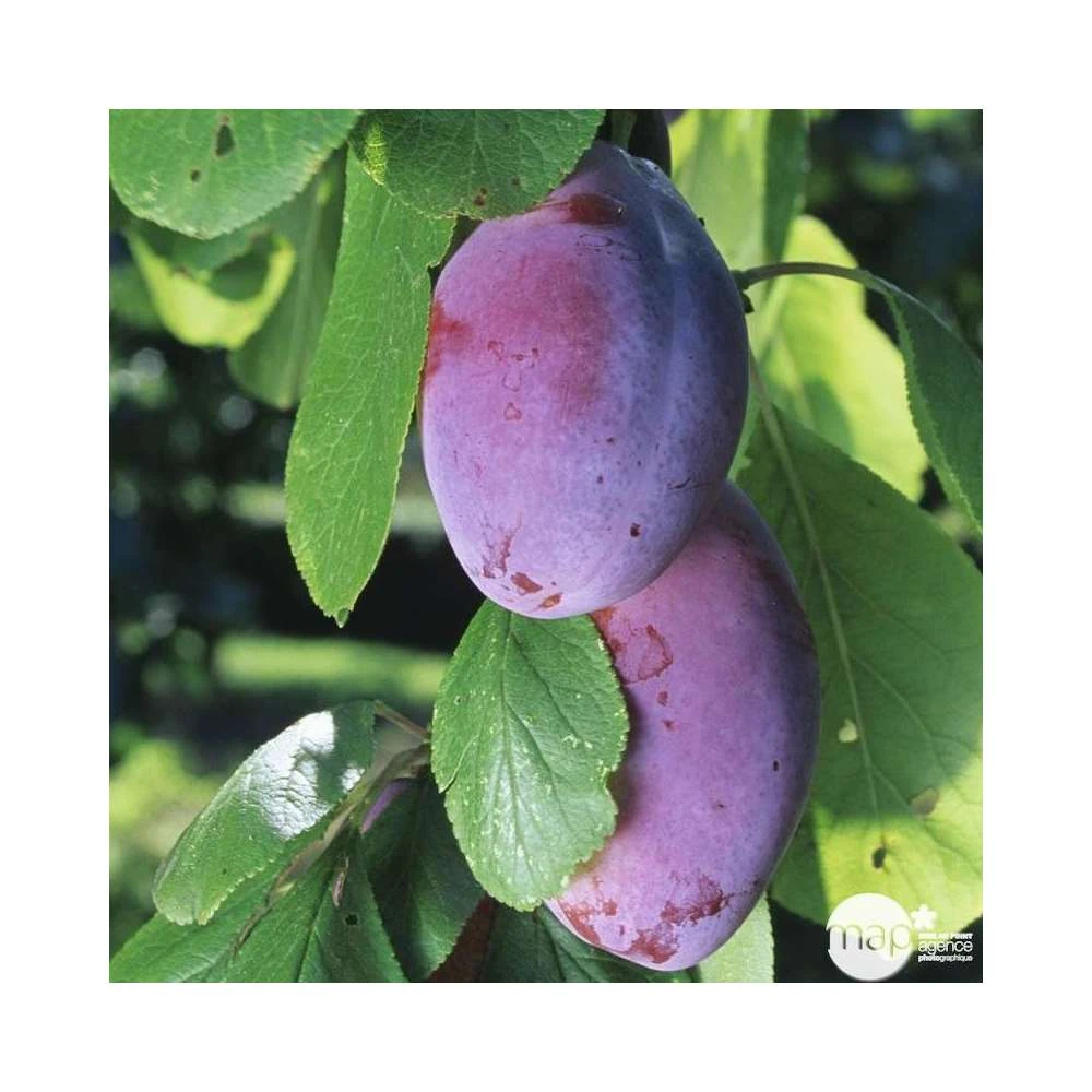 Prunier Quetsche D'Alsace : ½ Tige, 4-5 Ans, H 170-180 Cm 5 Prunier Quetsche D'Alsace : ½ Tige, 4-5 Ans, H 170-180 Cm – Image 5