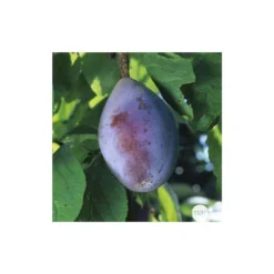 Prunier Quetsche D'Alsace : ½ Tige, 4-5 Ans, H 170-180 Cm 7 Prunier Quetsche D'Alsace : ½ Tige, 4-5 Ans, H 170-180 Cm -Jardalis Soldes Magasin 37821 005