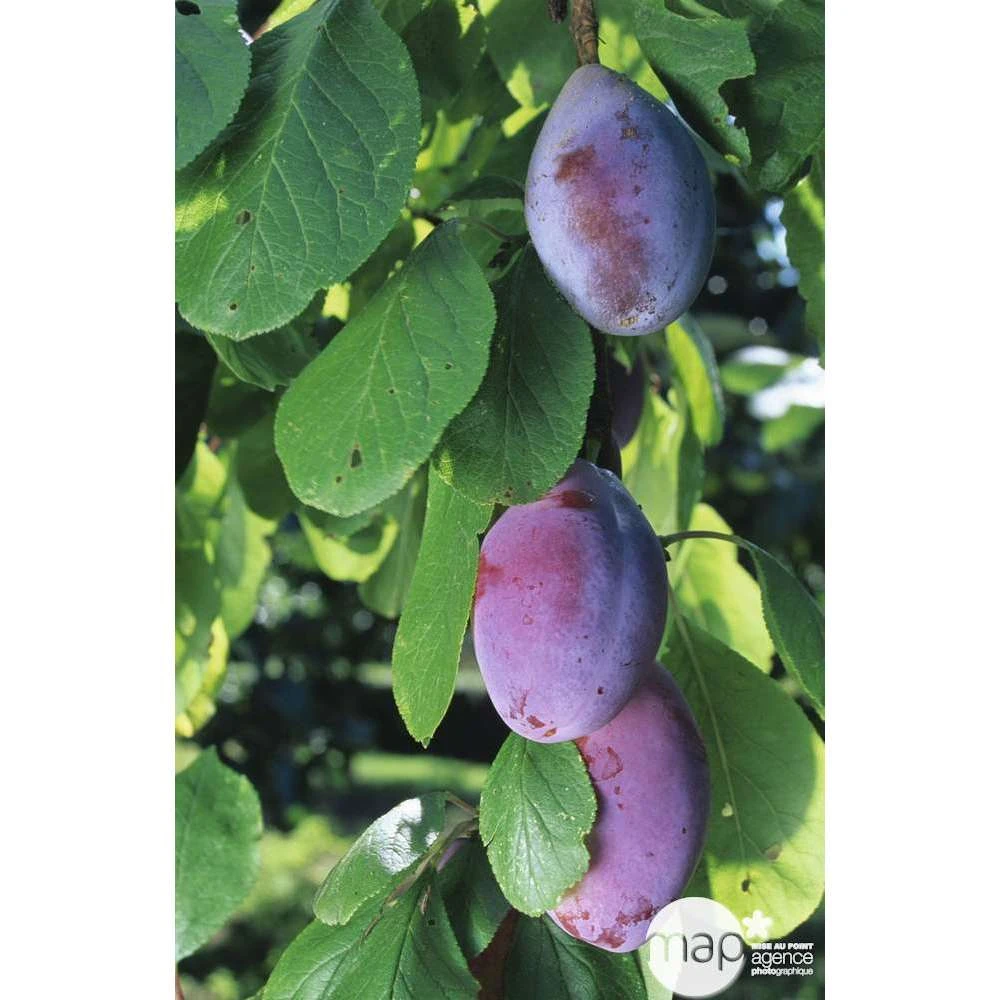 Prunier Quetsche D'Alsace : Gobelet 3 Ans D'âge Ctr 12 Litres 4 Prunier Quetsche D'Alsace : Gobelet 3 Ans D'âge Ctr 12 Litres – Image 4