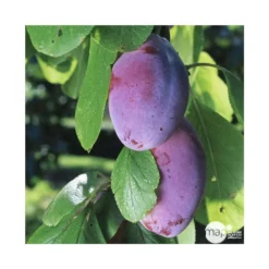 Prunier Quetsche D'Alsace : Gobelet 3 Ans D'âge Ctr 12 Litres 9 Prunier Quetsche D'Alsace : Gobelet 3 Ans D'âge Ctr 12 Litres -Jardalis Soldes Magasin 37823 004