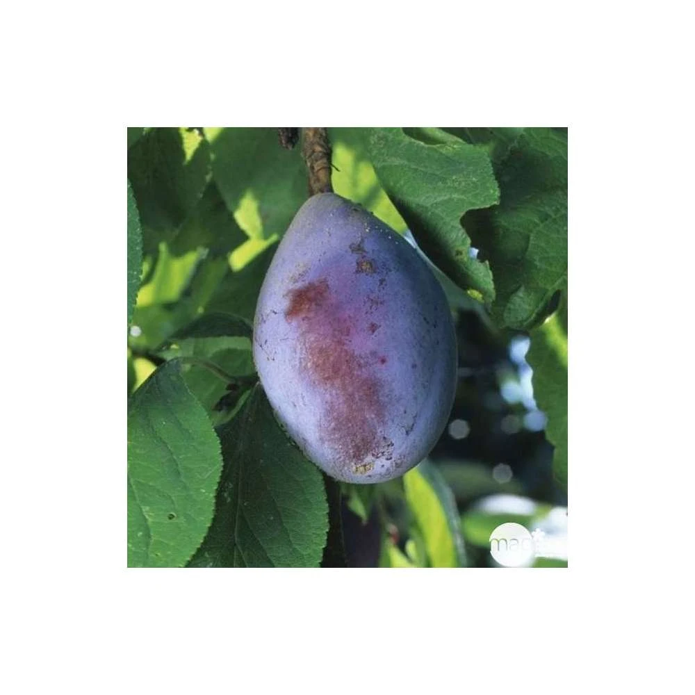 Prunier Quetsche D'Alsace : Gobelet 3 Ans D'âge Ctr 12 Litres 2 Prunier Quetsche D'Alsace : Gobelet 3 Ans D'âge Ctr 12 Litres – Image 2