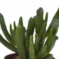 Succulentes, Box De 10 Plantes - H13cm, ø5,5cm - Plantes D'intérieur 8 Succulentes, Box De 10 Plantes - H13cm, ø5,5cm - Plantes D'intérieur -Jardalis Soldes Magasin 38597c9dc9524b65