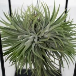 Tillandsia Et Son Support En Cube - H35cm, ø20cm - Plante D'intérieur Tombante -Jardalis Soldes Magasin 3a8531a0d40b3602