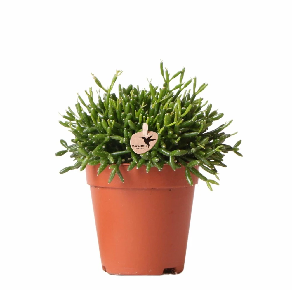 Rhipsalis Baccifera - H15cm, ø9cm - Plante D'intérieur 1 Rhipsalis Baccifera - H15cm, ø9cm - Plante D'intérieur
