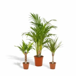 Areca, Dracaena, Yucca - Grande Et Moyennes Plantes D'intérieur