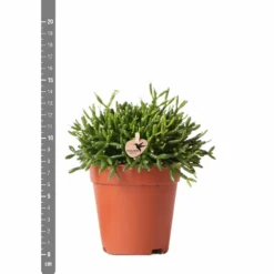 Rhipsalis Baccifera - H15cm, ø9cm - Plante D'intérieur 9 Rhipsalis Baccifera - H15cm, ø9cm - Plante D'intérieur -Jardalis Soldes Magasin 3e1dfaec75687e9f