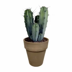 Myrtillocactus - H40cm, ø17cm - Plante D'intérieur Facile D'entretien -Jardalis Soldes Magasin 3faa7c176cdf6c7b