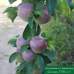 Pommier Colonnaire Chinon : Conteneur 12 Litres -Jardalis Soldes Magasin 423700 001