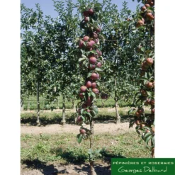 Pommier Colonnaire Chinon : Conteneur 12 Litres