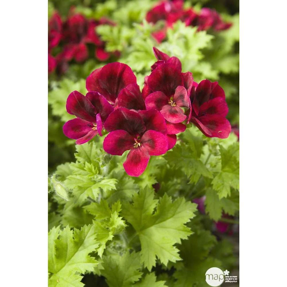 Géranium 'Calliope Dark Red' : Pot 4,5 Litres 2 Géranium 'Calliope Dark Red' : Pot 4,5 Litres – Image 2