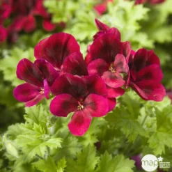 Géranium 'Calliope Dark Red' : Pot 4,5 Litres 5 Géranium 'Calliope Dark Red' : Pot 4,5 Litres -Jardalis Soldes Magasin 435476 002