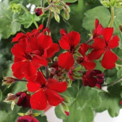 Geranium Interspécifique:jardinière 50 Cm - Coloris Variables -Jardalis Soldes Magasin 435586 005