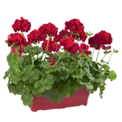 Geranium Interspécifique:jardinière 50 Cm - Coloris Variables -Jardalis Soldes Magasin 435586 006