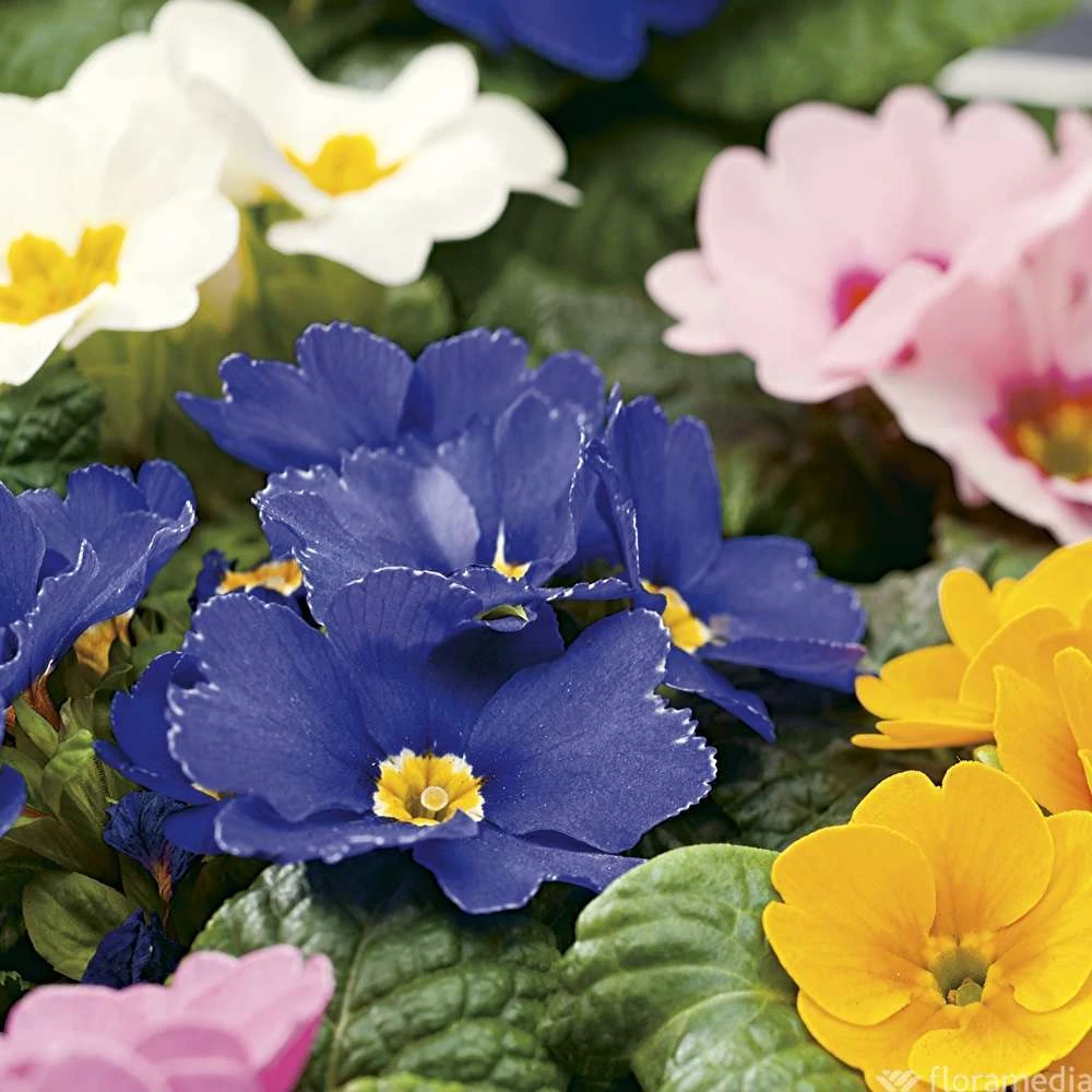 Primevères En Jardinière De 40cm Couleur - Coloris Variables 1 Primevères En Jardinière De 40cm Couleur - Coloris Variables