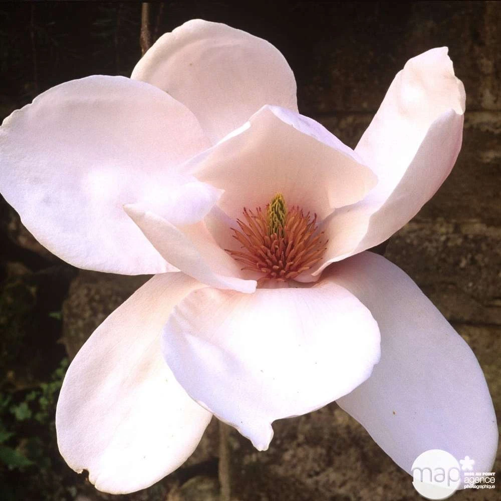 Primevères En Jardinière De 40cm Couleur - Coloris Variables 3 Primevères En Jardinière De 40cm Couleur - Coloris Variables – Image 3