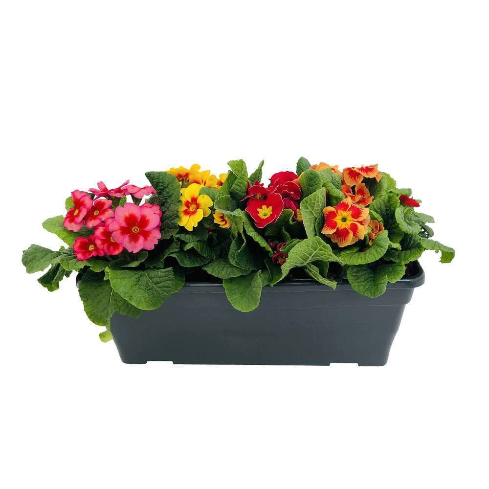 Primevères En Jardinière De 40cm Couleur - Coloris Variables 4 Primevères En Jardinière De 40cm Couleur - Coloris Variables – Image 4