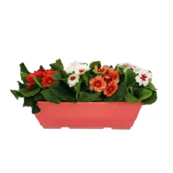 Primevères En Jardinière De 40cm Couleur - Coloris Variables 10 Primevères En Jardinière De 40cm Couleur - Coloris Variables -Jardalis Soldes Magasin 440466 009
