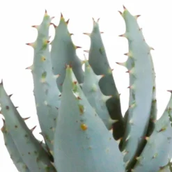 Gasteria, Haworthia Et Leurs Caches-pots, Box De 5 Plantes - H11cm, ø6,5cm - Plantes D'intérieur 8 Gasteria, Haworthia Et Leurs Caches-pots, Box De 5 Plantes - H11cm, ø6,5cm - Plantes D'intérieur -Jardalis Soldes Magasin 442d1c683b3d163f