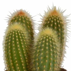 Cactus, Box De 3 Plantes - H15cm, ø10,5cm - Plantes D'intérieur -Jardalis Soldes Magasin 446043fb59ca02cc