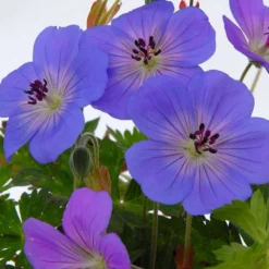 Géranium Rozanne ® : Conteneur De 2 Litres Bleu