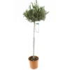 Olivier, Olea Europaea, Sur Tige H120/140cm : Pot D24cm