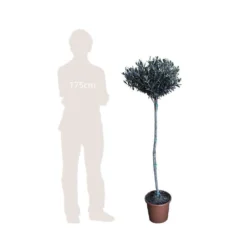 Olivier, Olea Europaea, Sur Tige H120/140cm : Pot D24cm -Jardalis Soldes Magasin 471424 002