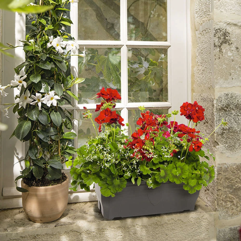 Géranium Calliope + Euphorbe 'Diamond Frost' : Jardinière 50cm 2 Géranium Calliope + Euphorbe 'Diamond Frost' : Jardinière 50cm – Image 2