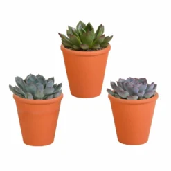 Echeveria Et Leurs Caches-pots Terracotta, Box De 3 Plantes - H12cm, ø9,5cm - Plantes D'intérieur