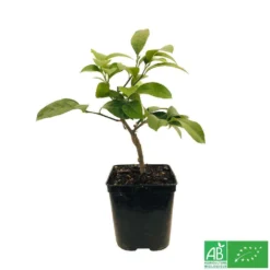 Citronnier Meyer:AB Conteneur 3 Litres -Jardalis Soldes Magasin 493531 005