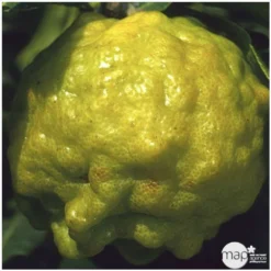 Combava AB :conteneur 3 Litres 10 Combava AB :conteneur 3 Litres -Jardalis Soldes Magasin 493533 004