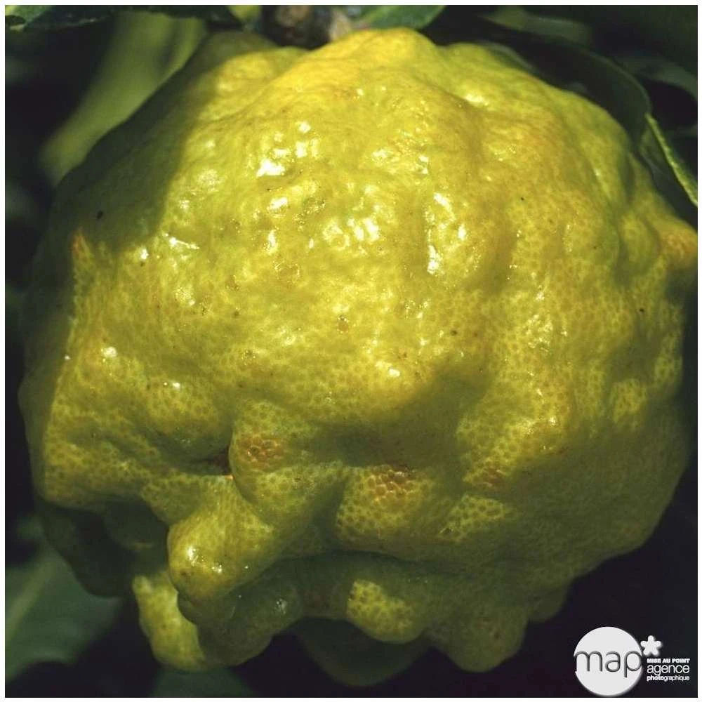 Combava AB :conteneur 3 Litres 4 Combava AB :conteneur 3 Litres – Image 4