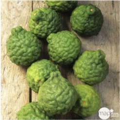 Combava AB :conteneur 3 Litres 11 Combava AB :conteneur 3 Litres -Jardalis Soldes Magasin 493533 005